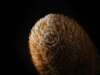 Exotic Plants Discovery